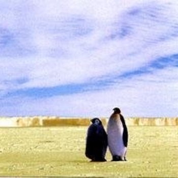 Foka - Жаңа Жыл