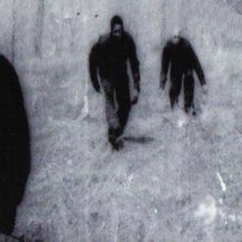 Hyenas in the Desert - Wild Dogs