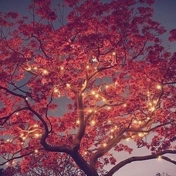 Imagined Herbal Flows - Evolve