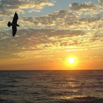 kotik - 061_Yuliya Beretta