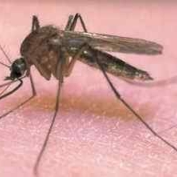 Komar - Посвящаю(ver.2)