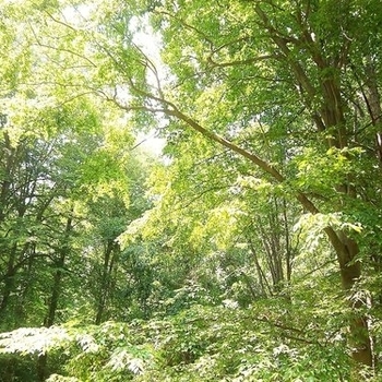 Shaman's Eye and Liquid Bloom - Emerging Heart