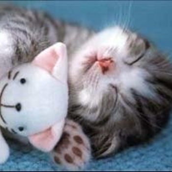 Mystic Diversion - The Love Dance