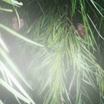 Music For Your Plants - القذافي الأمازون الحرس