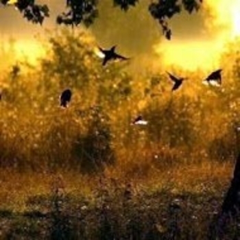 Os Digitalistas - Free Fallin'