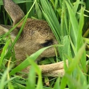 Ulf Lohmann - Because