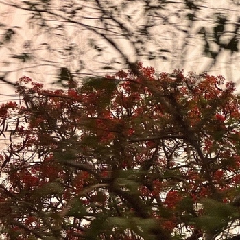 Gacabe & Jecabe - First Man