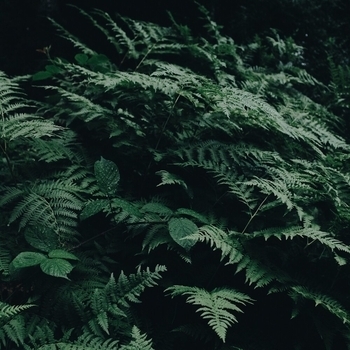 Deep Sleep Music Academy - Ambient America (Meditation Basics, Thunder and Spirit Guide Meditation 2021)