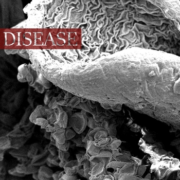 ΛΛ4Я4ZΛΛ - lvllaby