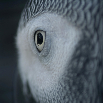 自身の男 - スガ－