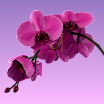 Дима Гамбит & Крип-А-Крип - Стас Михайлов