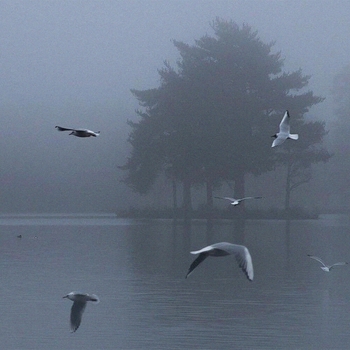 Decipher & Shinra Feat. MC Tha Watcher - Down Under (Official MOH Australia 2013 Anthem)