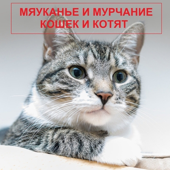 Мяуканье кошек и котят - Мяуканье злого кота