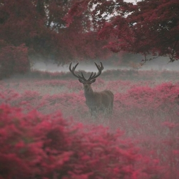 Jay-Lounge - Golden Clouds