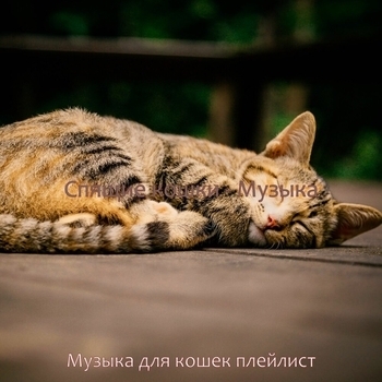 Музыка для кошек - Волшебный Кофейни