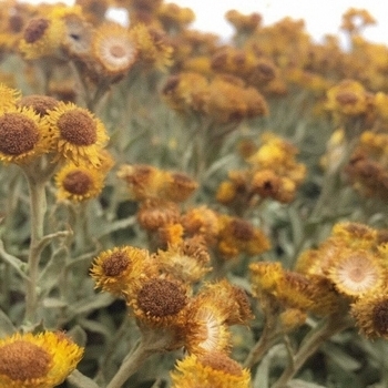 Hollie Allen - Rises The Moon