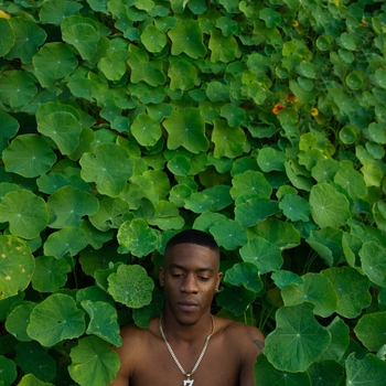 Sunni colon - 1000 Roses