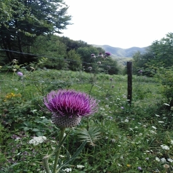 Mat's Mattara - Spunk